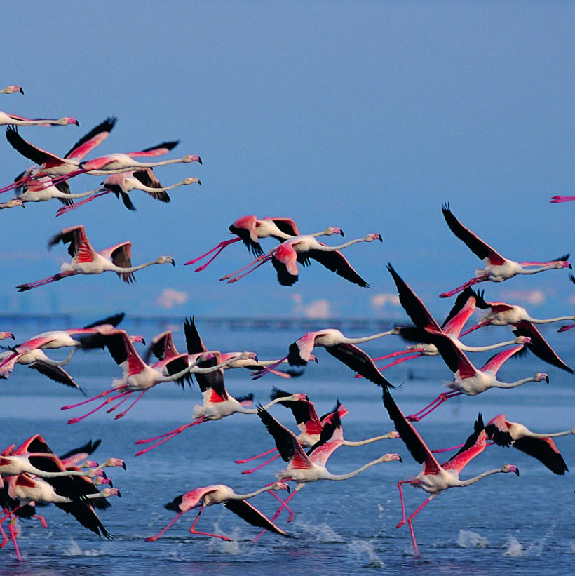 Les flamants roses du Delta, dans les étangs autour de Deltebre, location 5 couchages à Deltebre